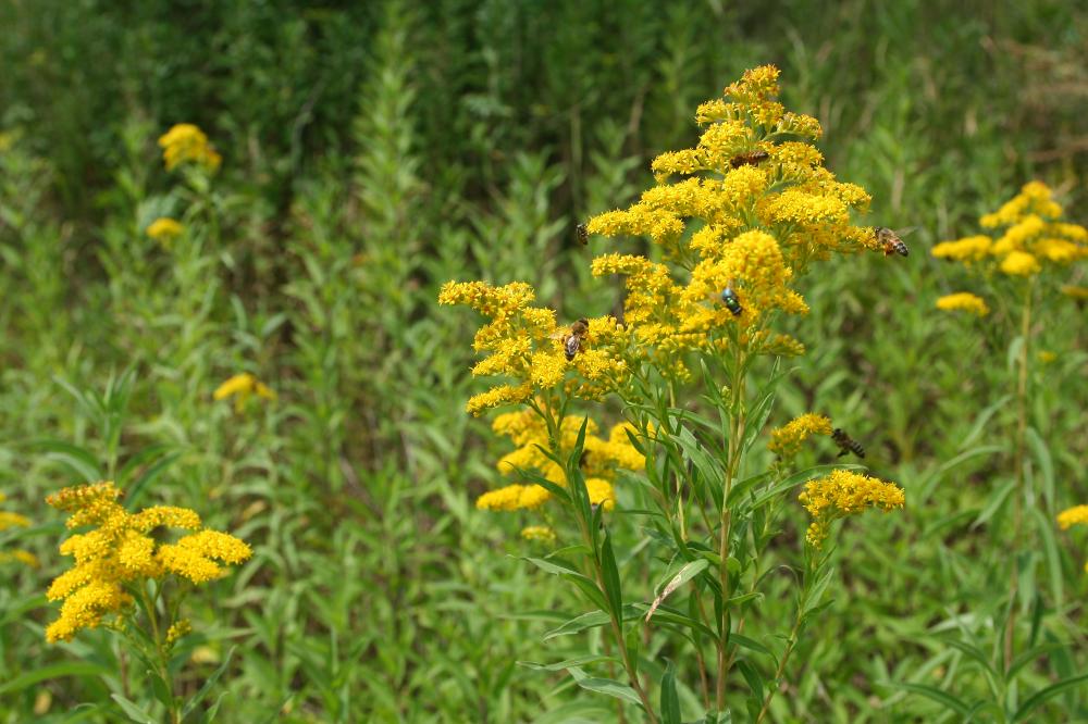 Action biodiversité