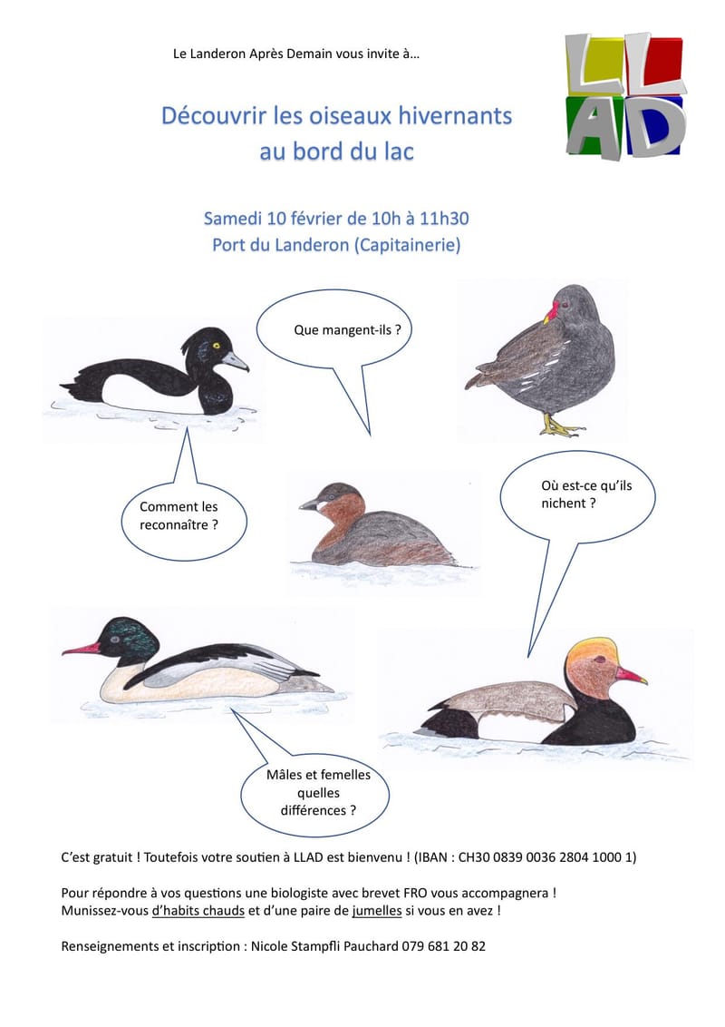 Observation des oiseaux hivernants