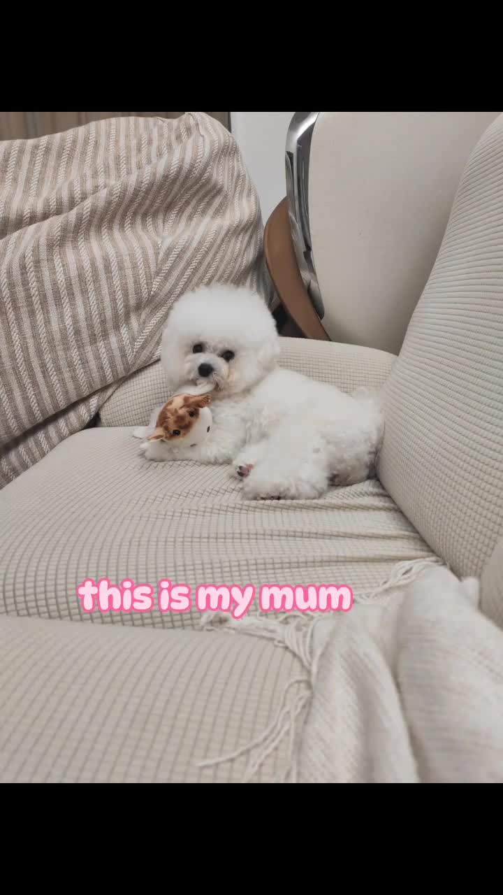 Our Mini Bichon