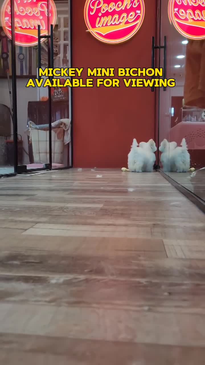 Our Mini Bichon