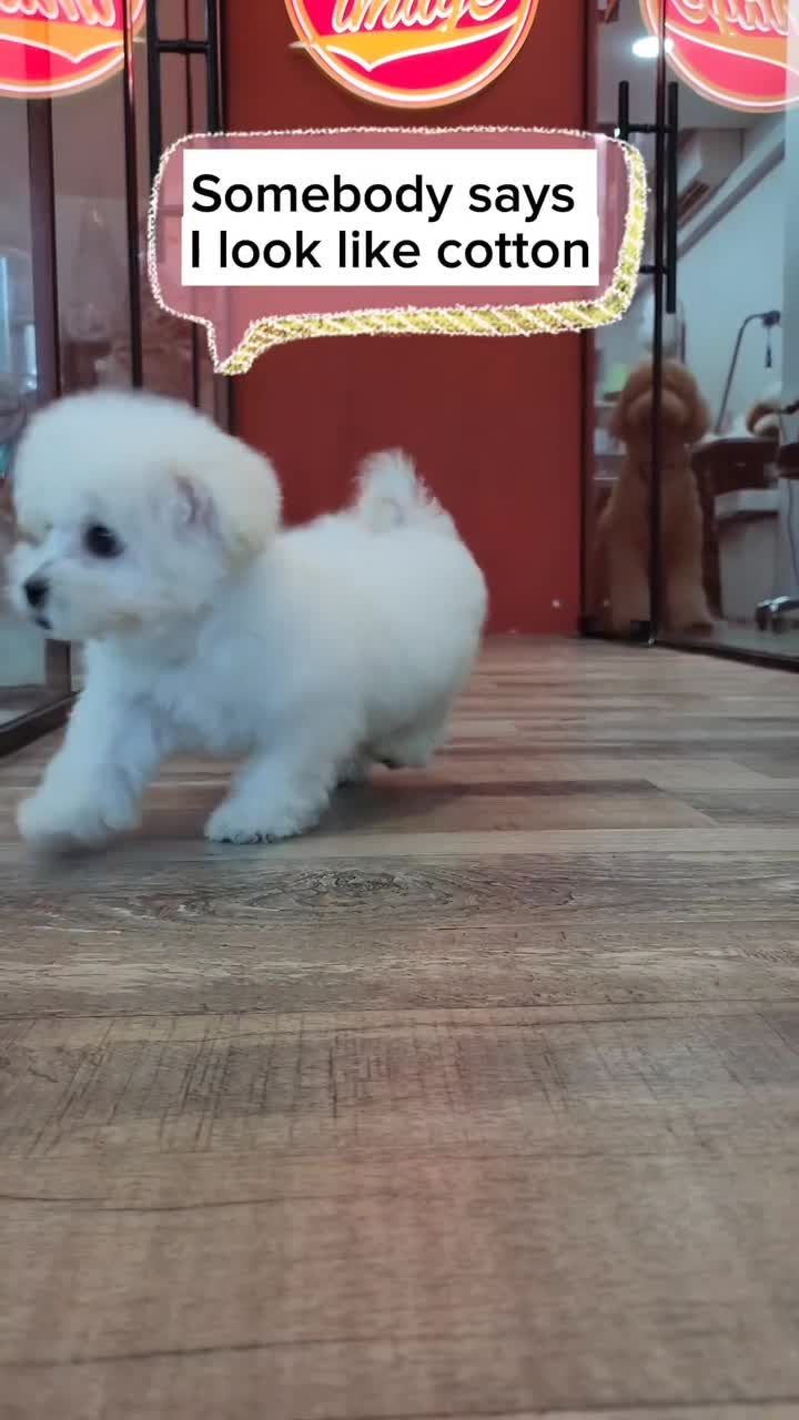 Our Mini Bichon