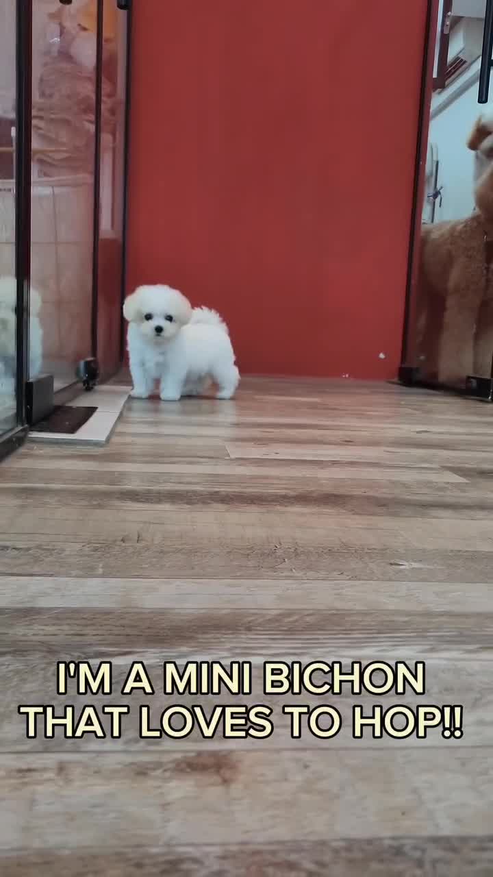 Our Mini Bichon