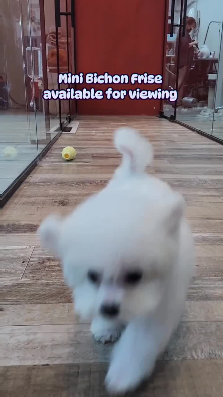 Our Mini Bichon