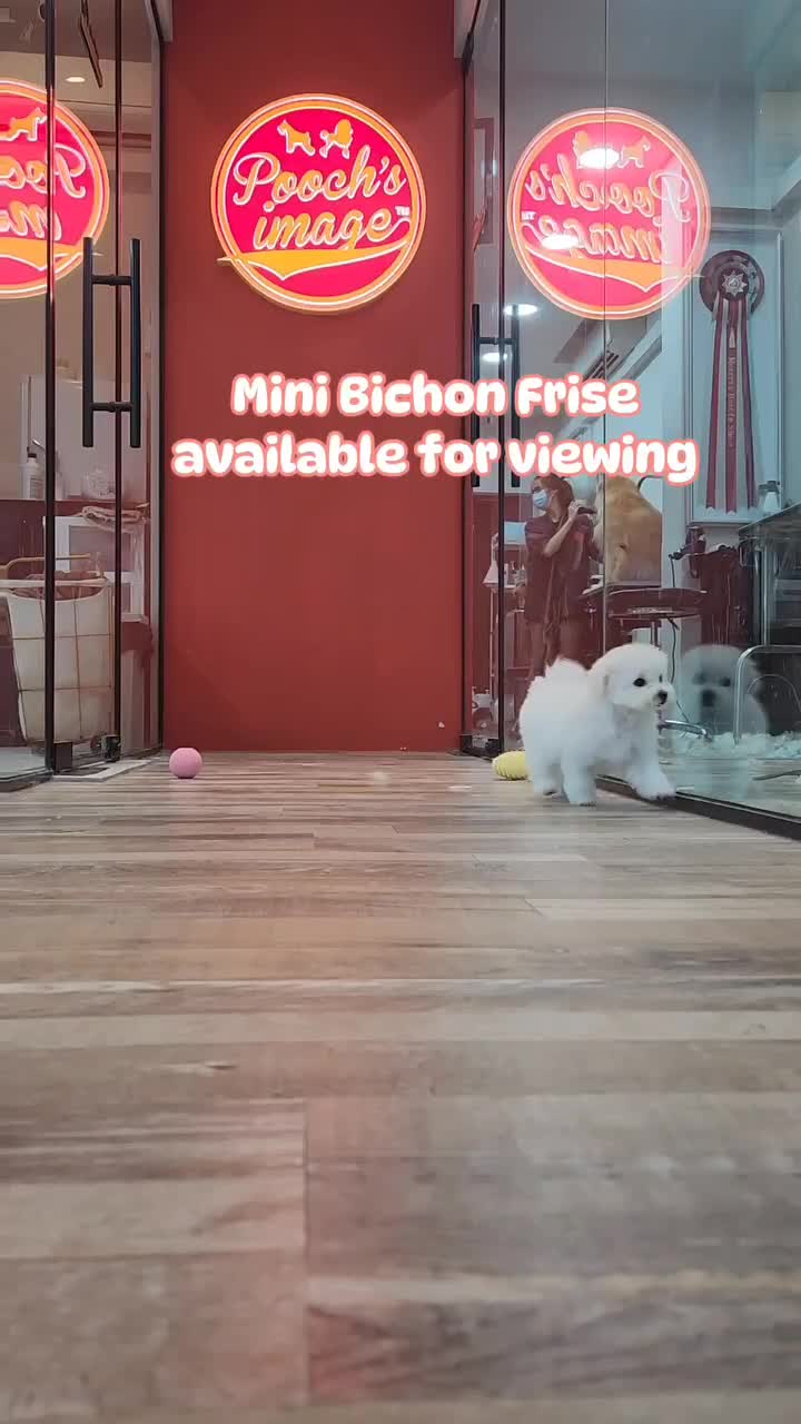 Our Mini Bichon