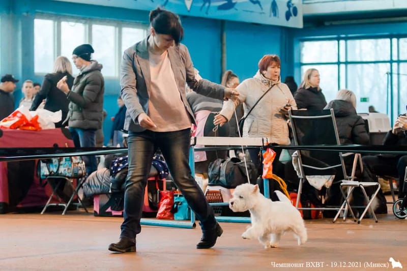 Our Award Winning Puppies 