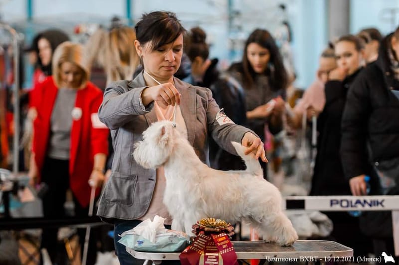 Our Award Winning Puppies 