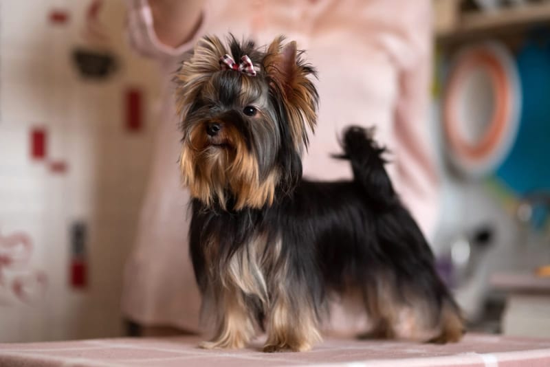 "We diligently procure puppies that meet the highest standards of show quality."