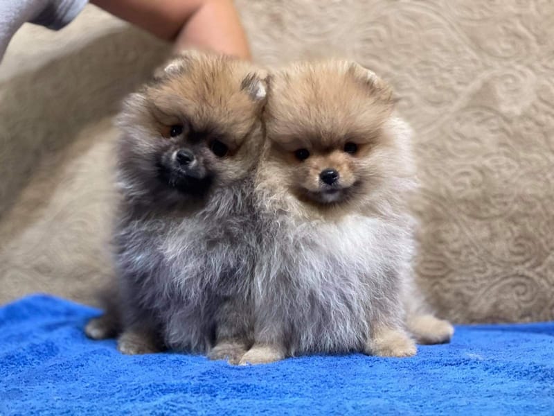 "We diligently procure puppies that meet the highest standards of show quality."