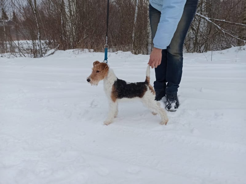 "We diligently procure puppies that meet the highest standards of show quality."