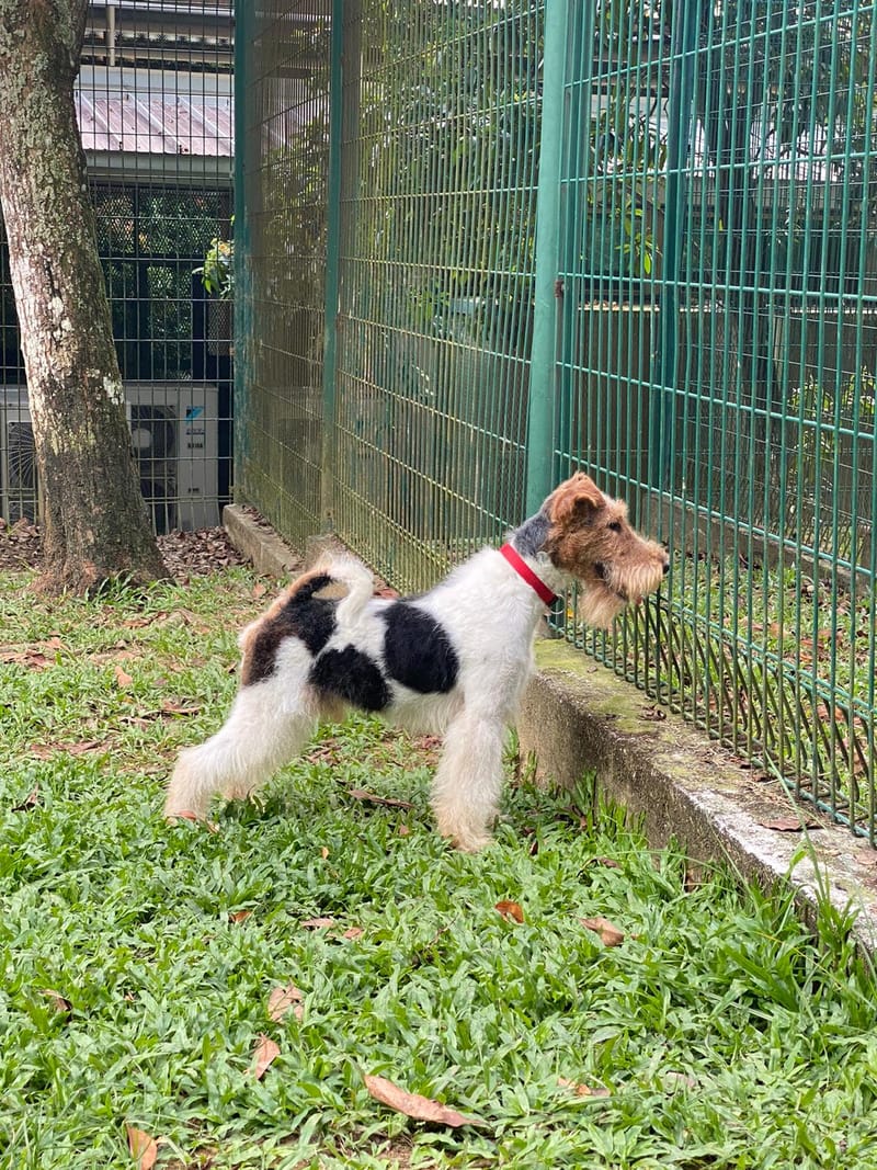 "We diligently procure puppies that meet the highest standards of show quality."