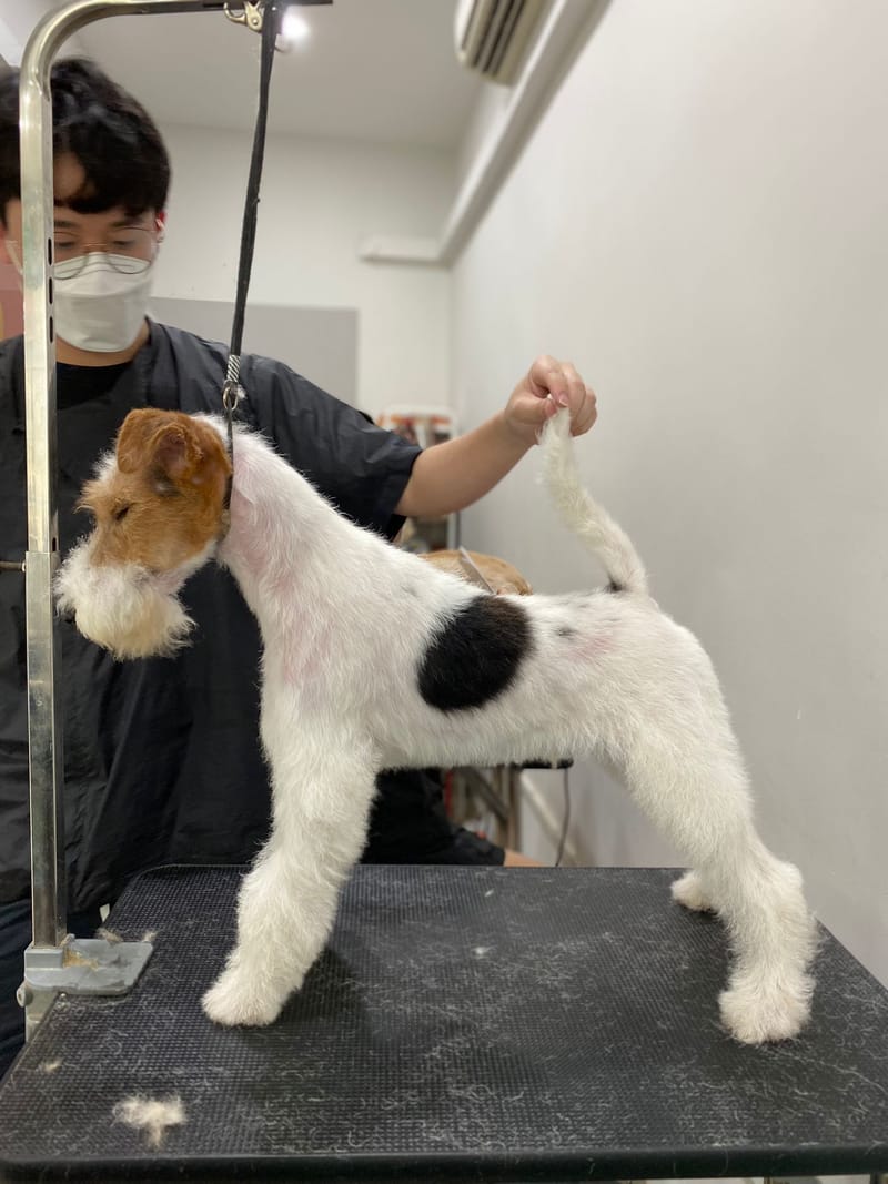 "We diligently procure puppies that meet the highest standards of show quality."