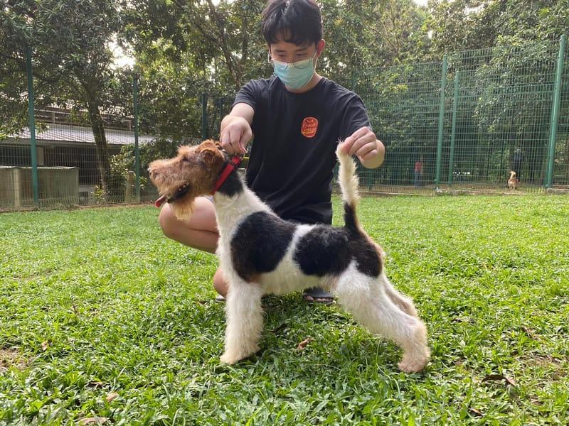 "We diligently procure puppies that meet the highest standards of show quality."