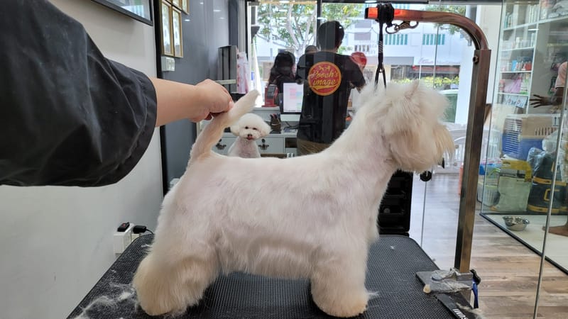 "We diligently procure puppies that meet the highest standards of show quality."