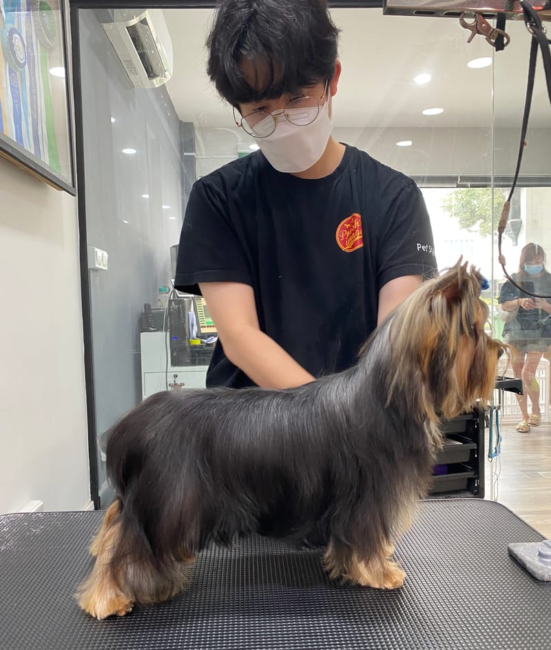 "We diligently procure puppies that meet the highest standards of show quality."