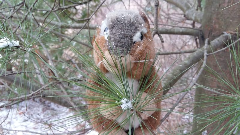 Blog: Making Zhingwaak Mshkiiki Waabo (White Pine Tea)