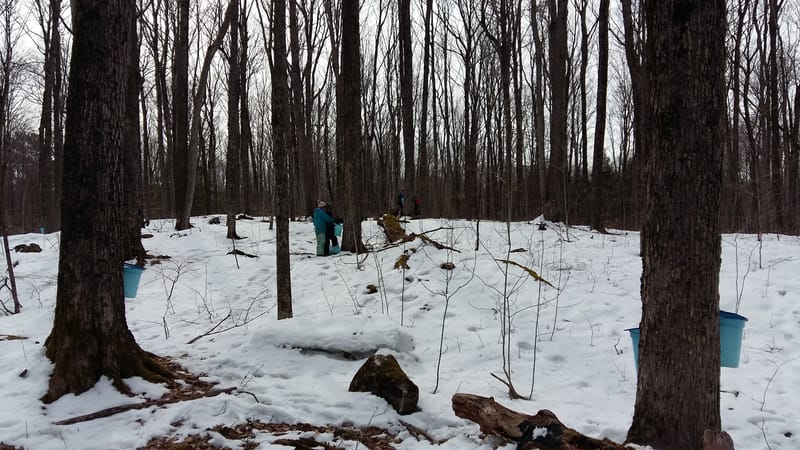 Media: TRACKS Coordinator talks Sweet Water with GreenUP for KawarthaNOW