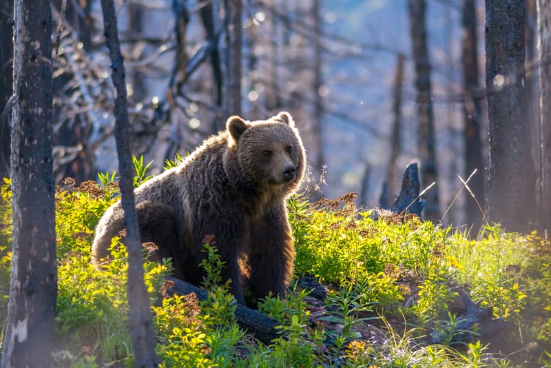 Blog: How Grizzly Bear Climbed the Mountain
