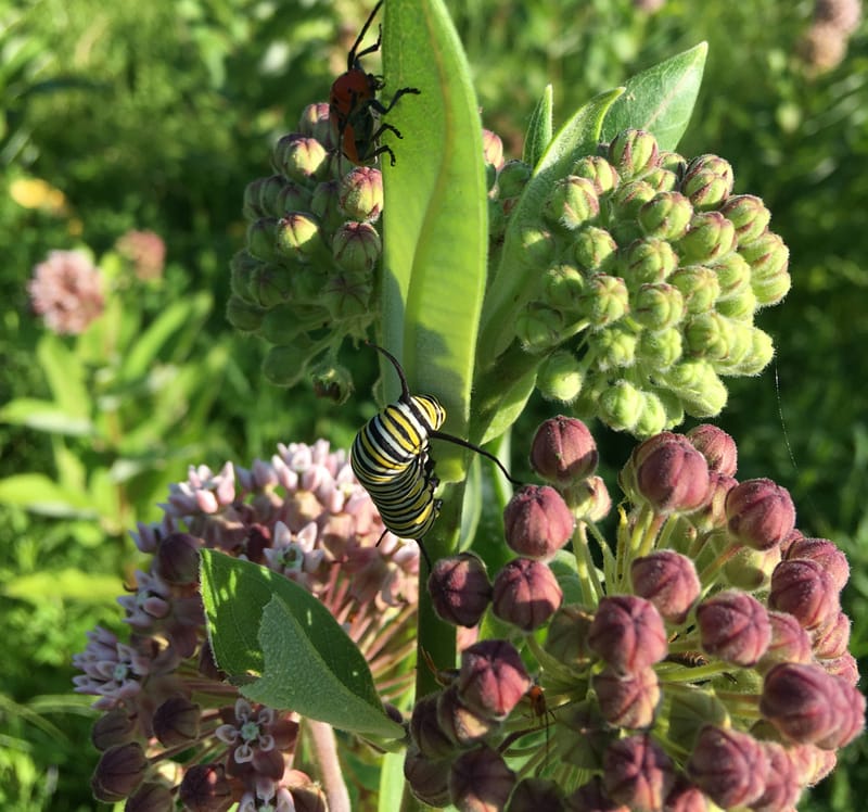 How to raise Monarch Caterpillars and Support our Memengwaag!