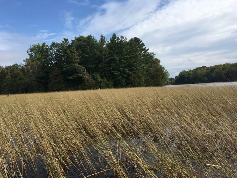 Diabetes Awareness Month