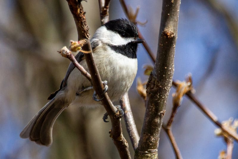 Great Backyard Bird Count