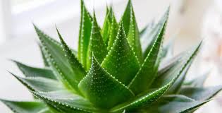 the-bio naturel