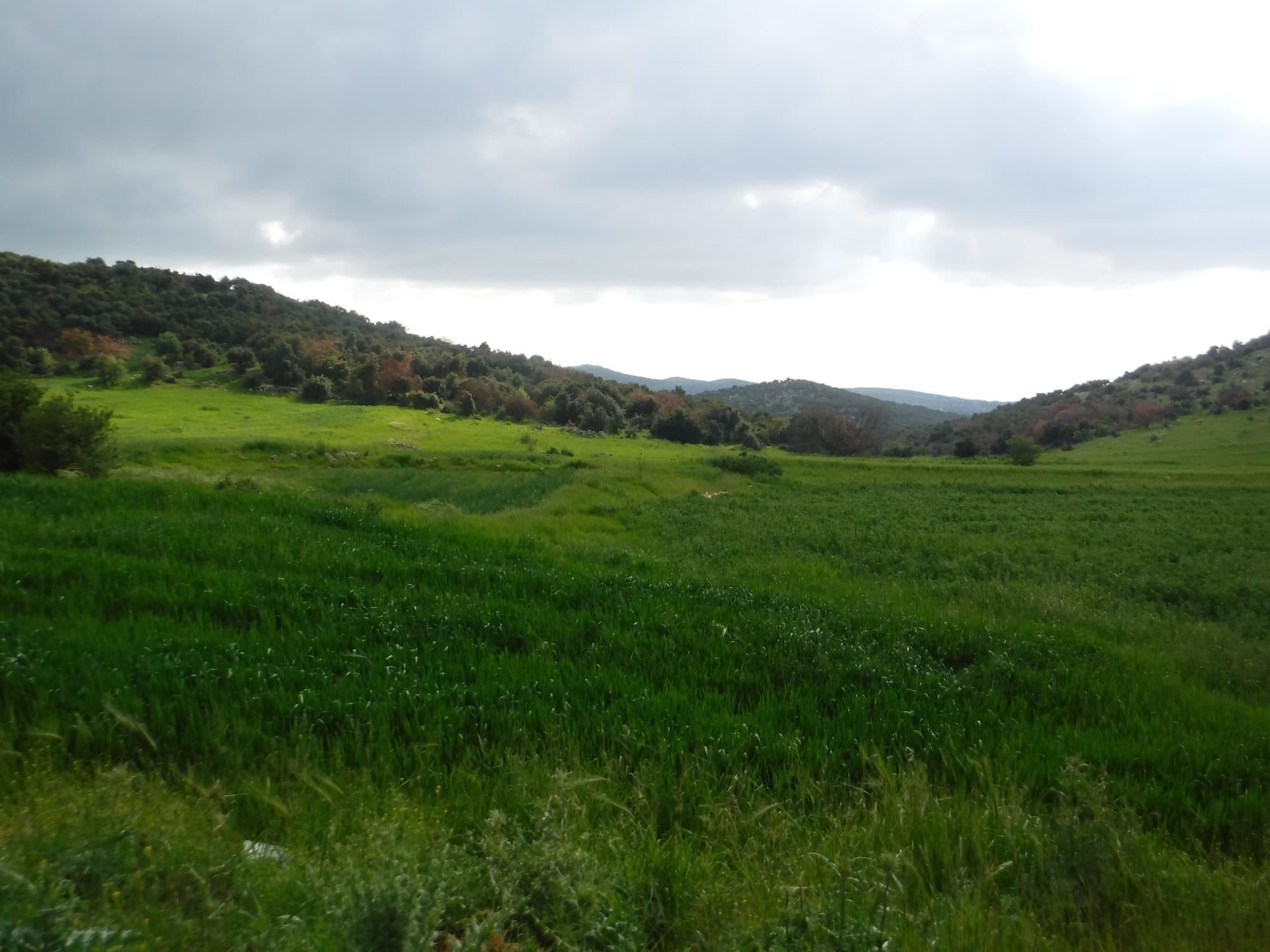 Mar Elias area