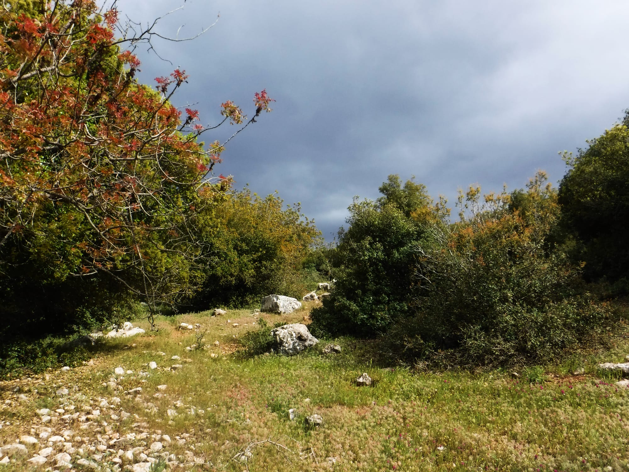 Mar Elias area