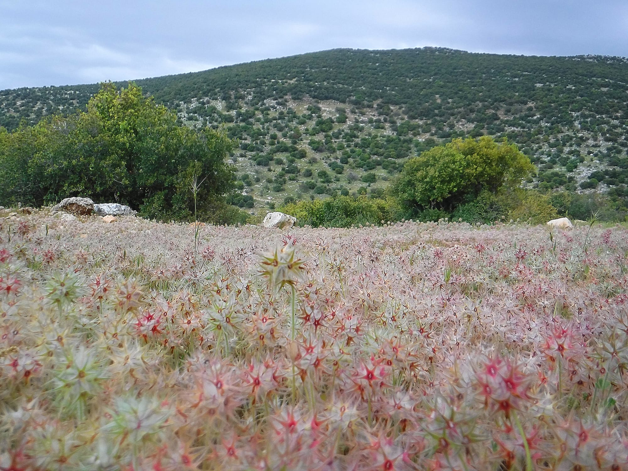 Mar Elias area