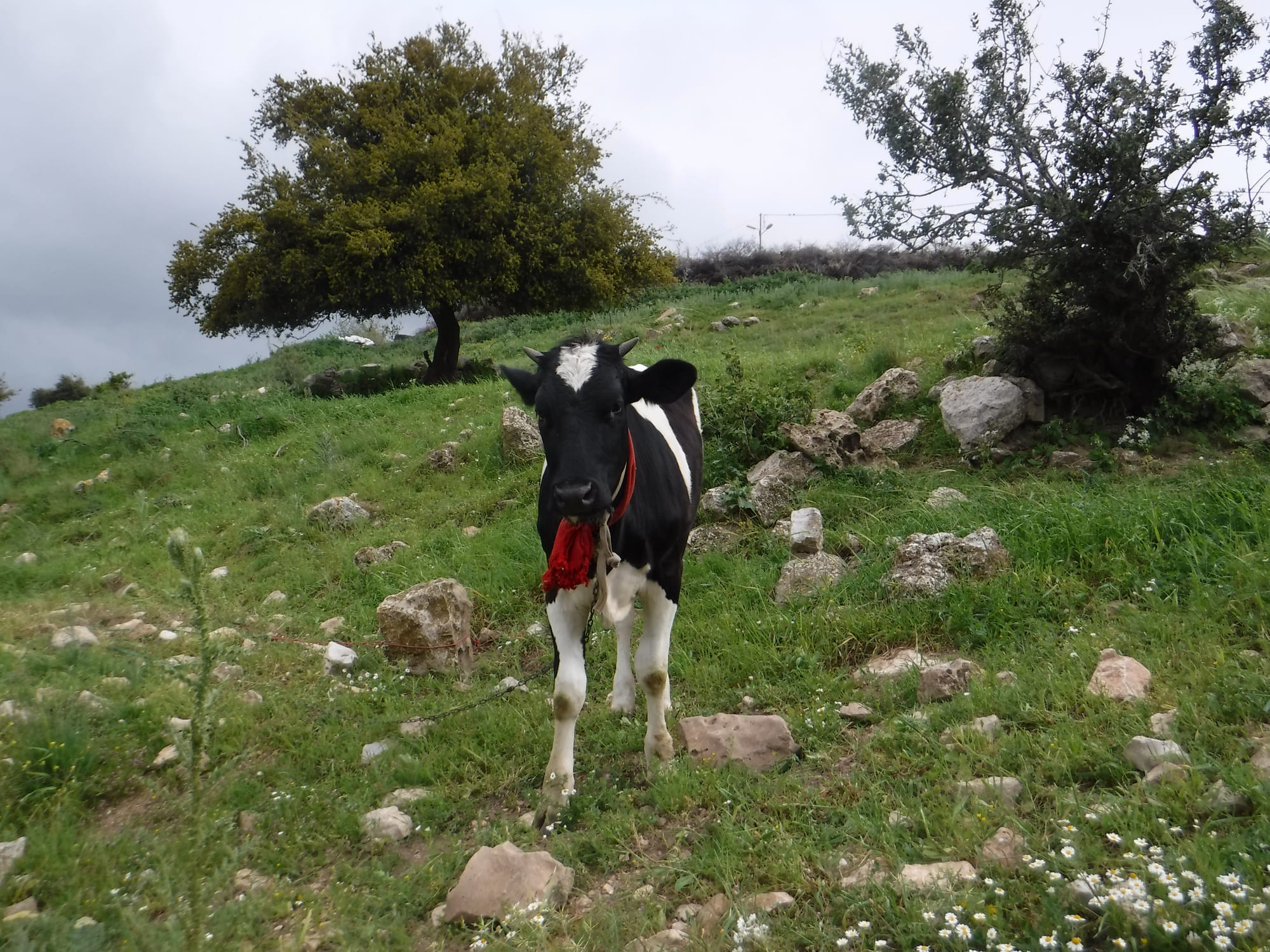 Mar Elias area