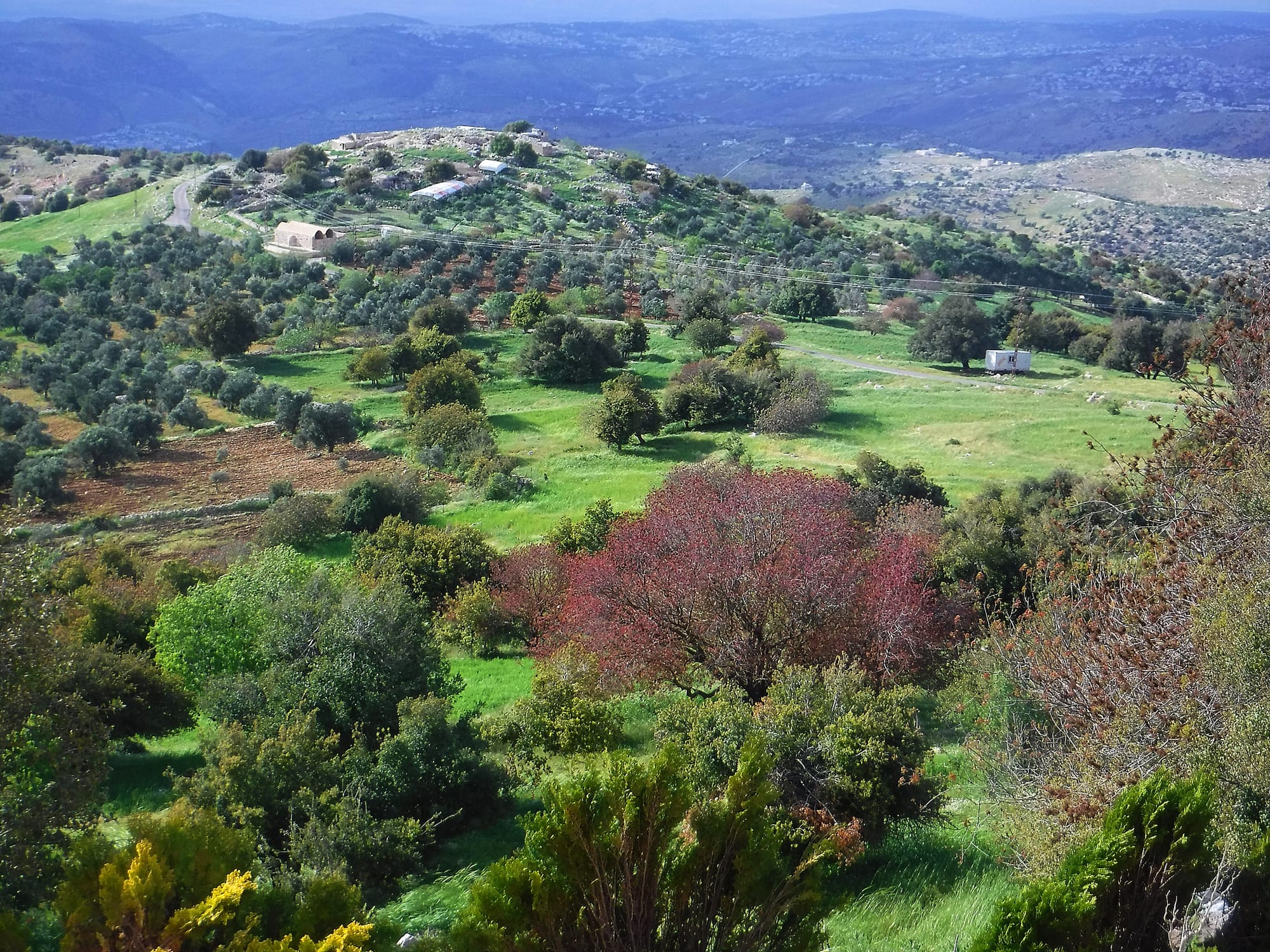 Mar Elias area