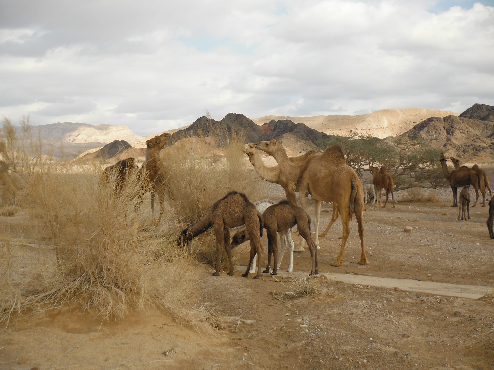 Wadi Araba