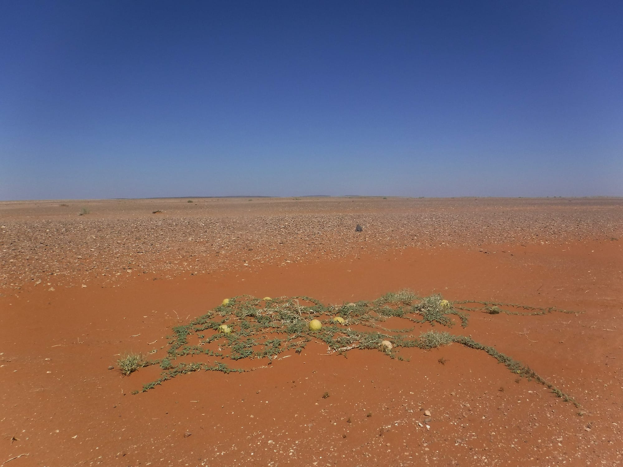 The Ruwaished Desert