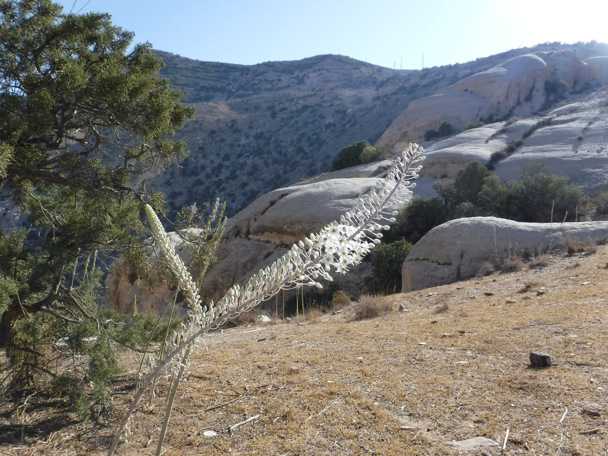 Shaq El Reesh area (Dana)