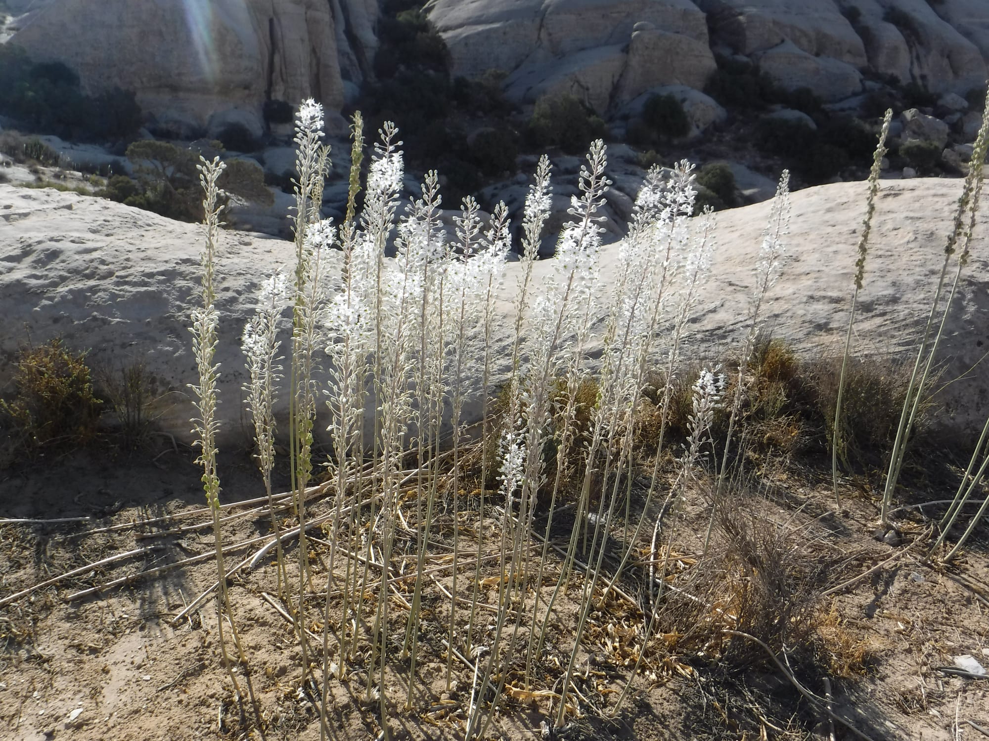 Shaq El Reesh area (Dana)