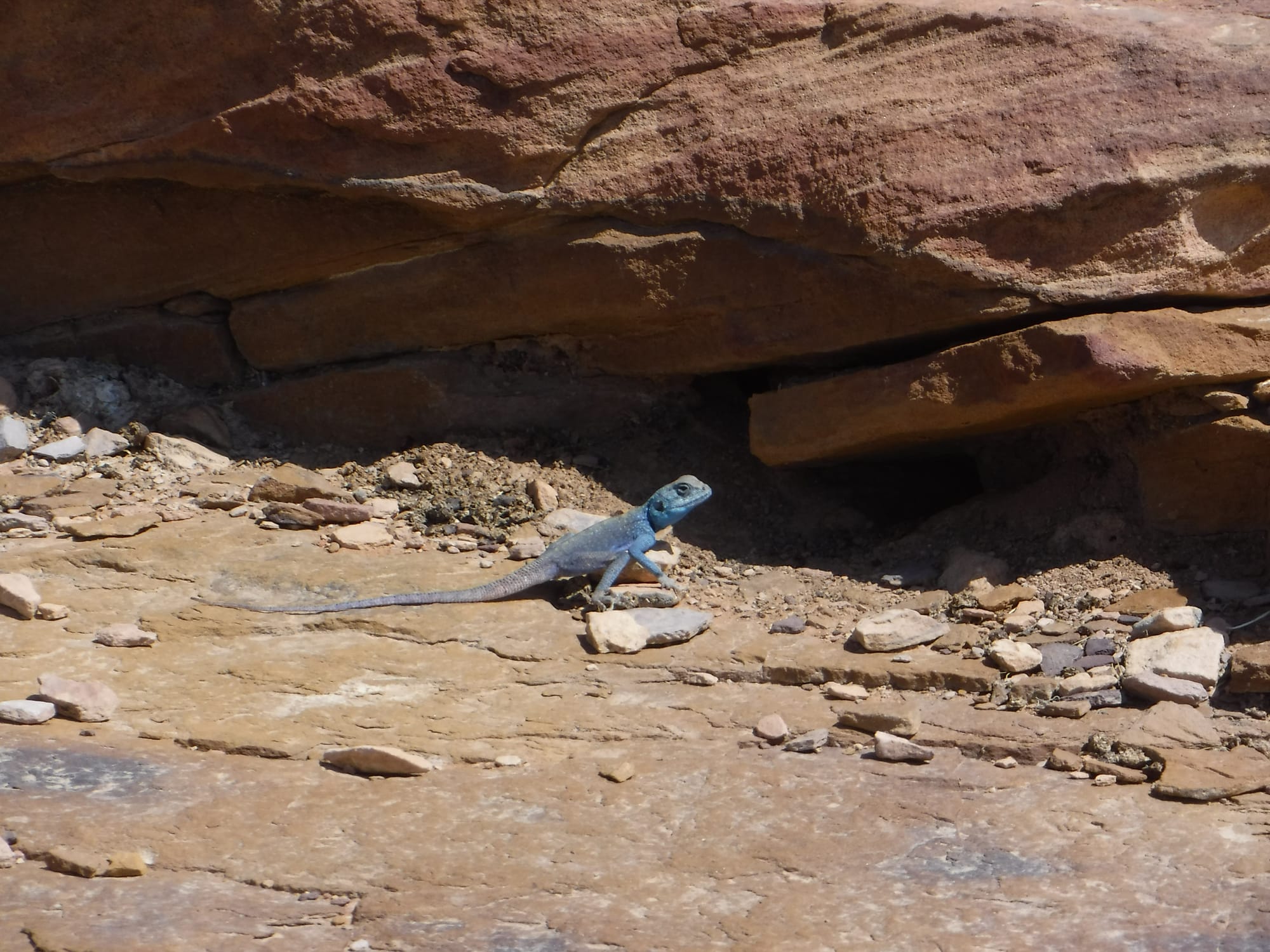 Shaq El Reesh area (Dana)