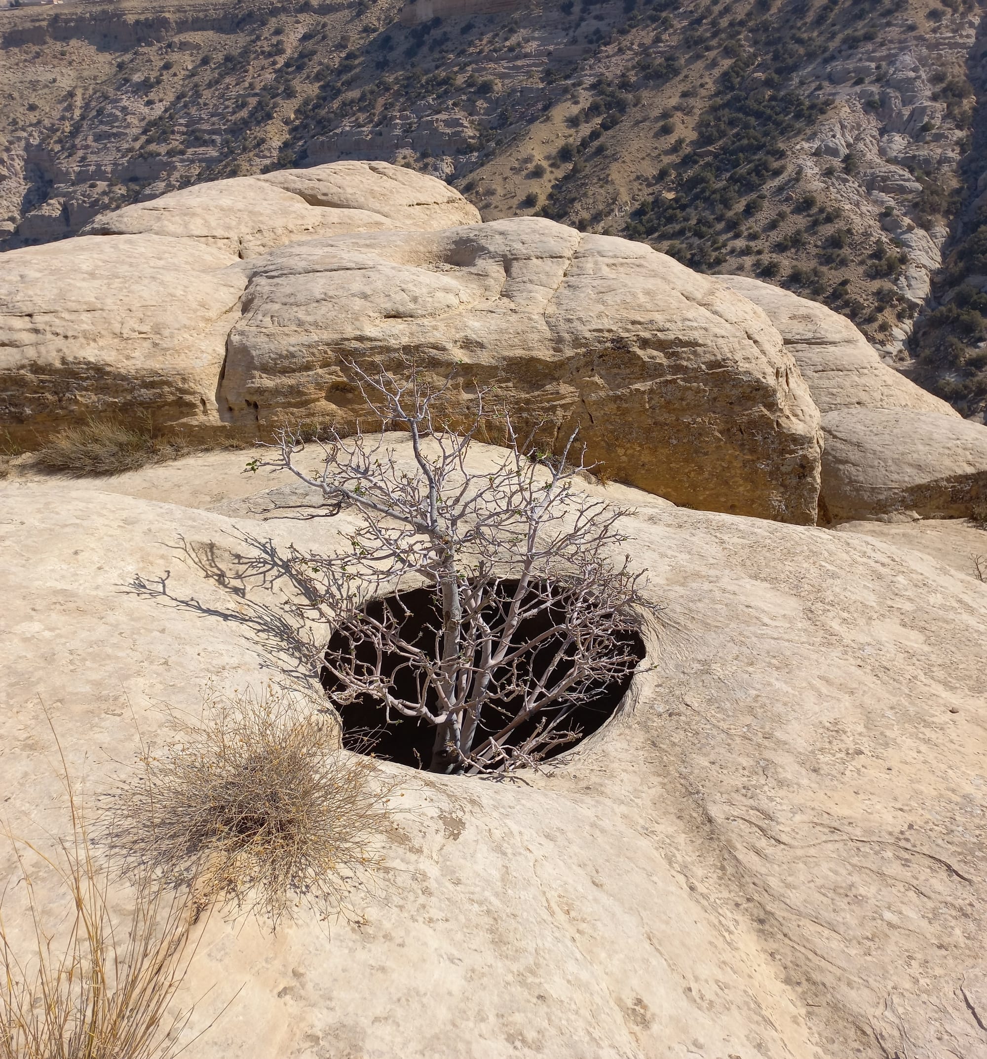 Shaq El Reesh area (Dana)