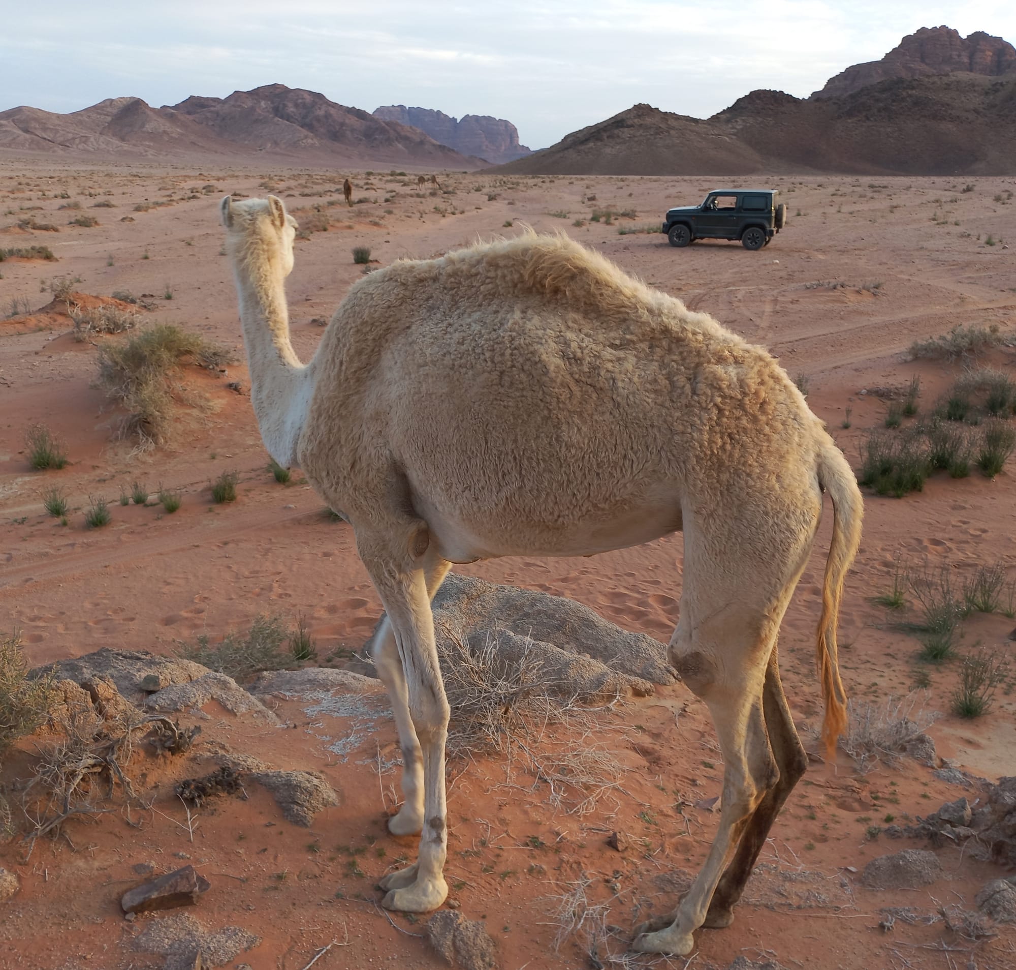 Wadi Rum landscapes 