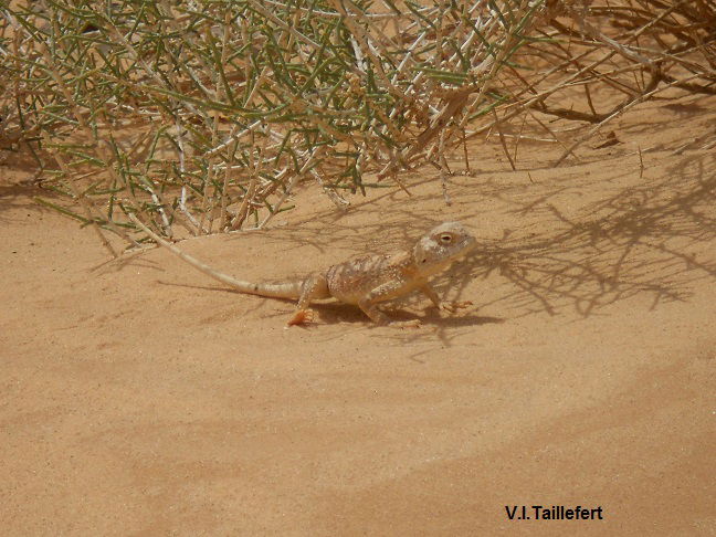 The  Agama Trapelus