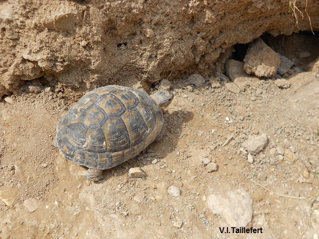 The Levantine Turtle