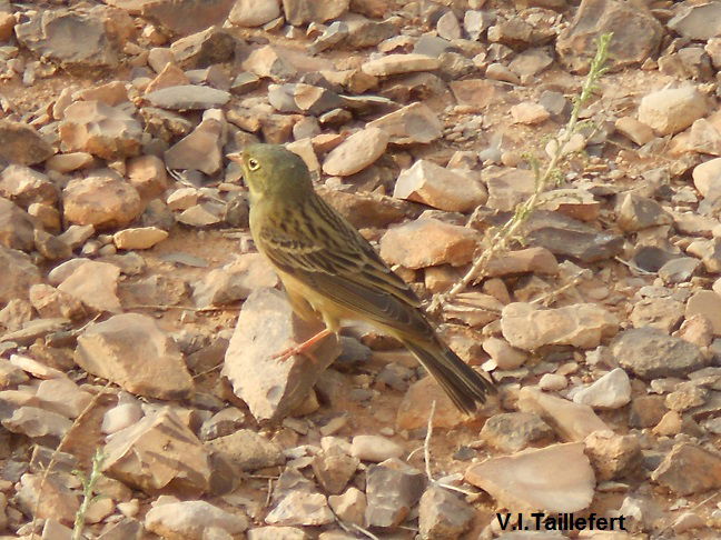 The Ortolan Bunting