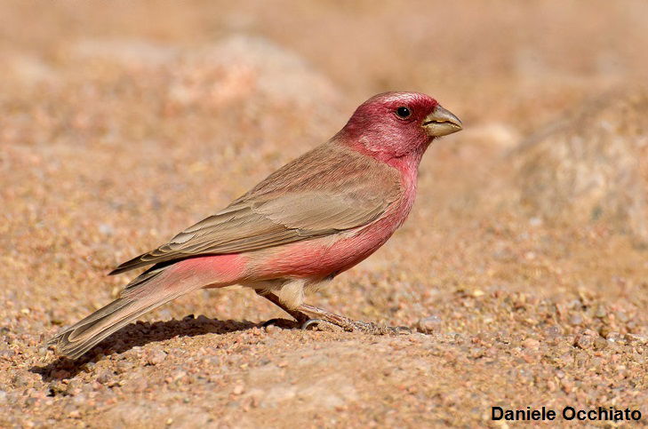 The Sinaï  Rosefinch