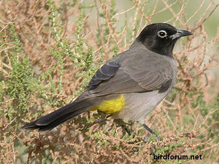 The Arabian Bulbul