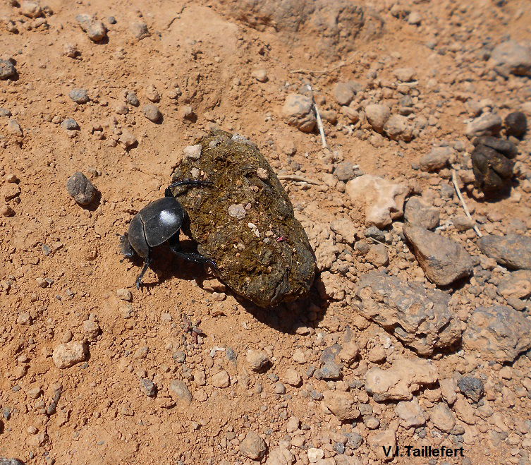 The Dung Beetle