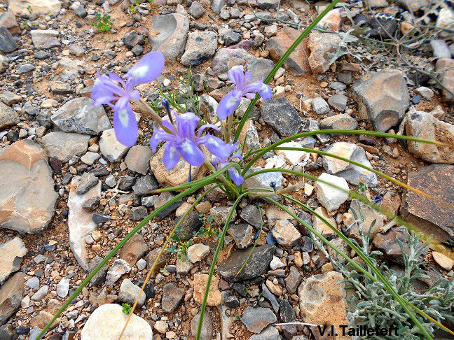 The Spanish Nut or Iris Moraea Sisyrinchium