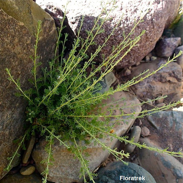 The White Wormwood