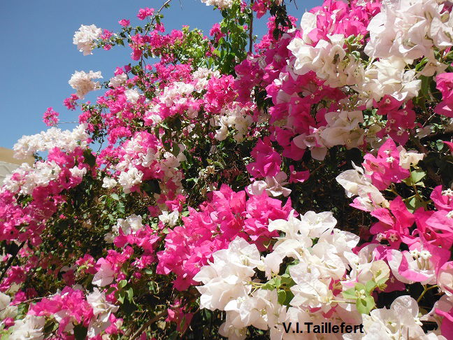 The Bougainvillea