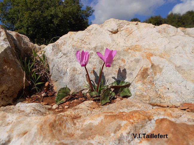 The Cyclamen