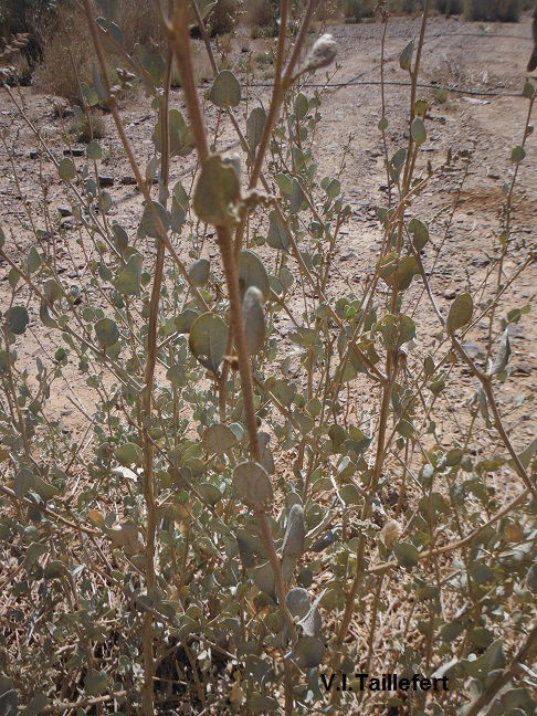 The Mediterannean Saltbush