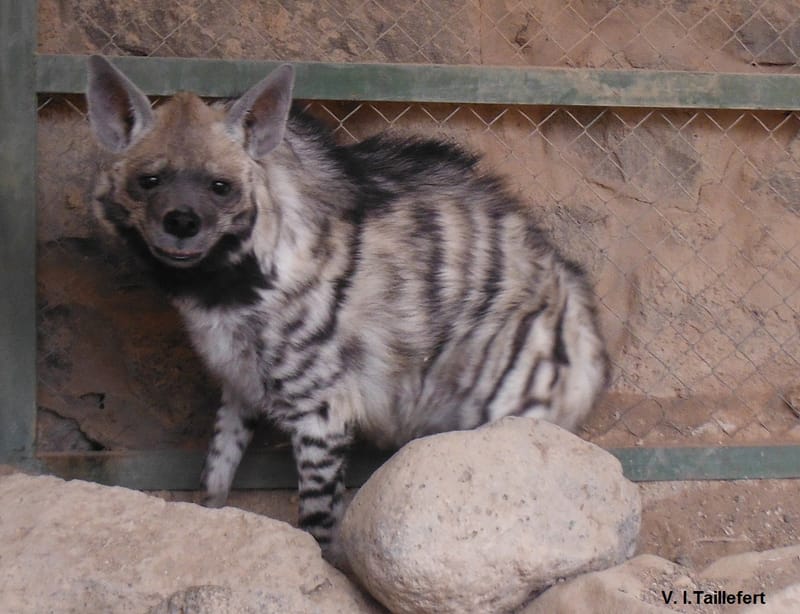 The Striped Hyena