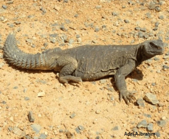 The Egyptian Spiny-Tailed Lizard